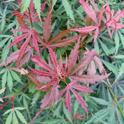 Japanse Esdoorn (Acer palmatum 'Jerre Schwartz') - Japanse Esdoorn