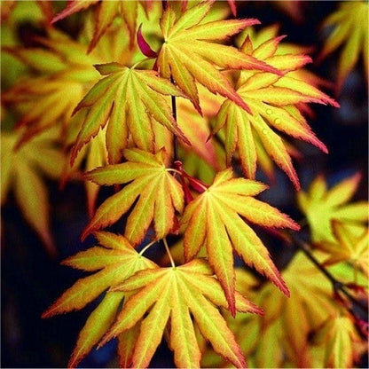 Japanse Esdoorn (Acer palmatum 'Katsura') - Japanse Esdoorn
