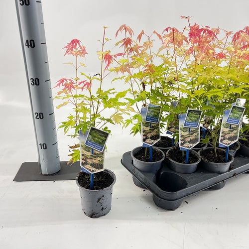 Japanse Esdoorn (Acer palmatum 'Orange Dream') - Japanse Esdoorn