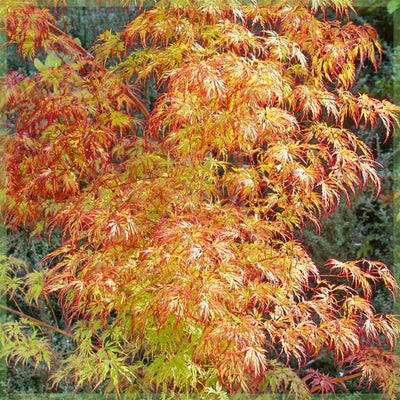 Japanse Esdoorn (Acer palmatum 'Orange Dream')