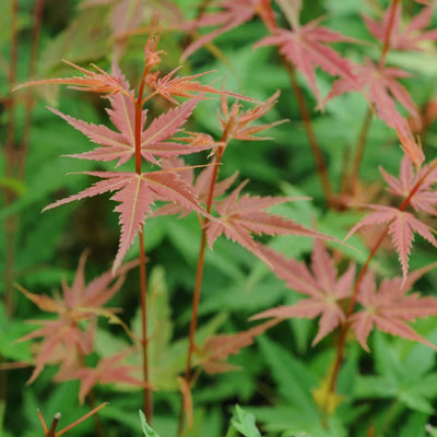 Japanse Esdoorn (Acer palmatum 'Phoenix')