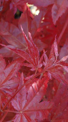 Japanse Esdoorn (Acer palmatum 'Red Emperor')
