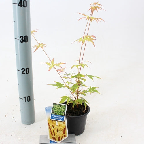 Japanse Esdoorn (Acer palmatum 'Sangokaku') - Japanse Esdoorn