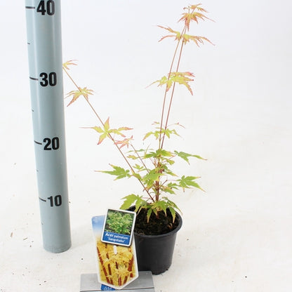 Japanse Esdoorn (Acer palmatum 'Sangokaku') - Japanse Esdoorn