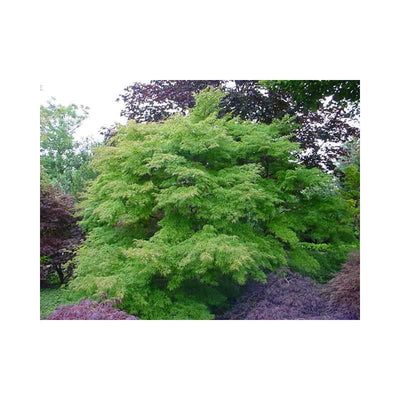 Japanse Esdoorn (Acer palmatum 'Seiryu')