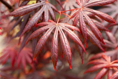 Japanse Esdoorn (Acer palmatum 'Trompenburg')
