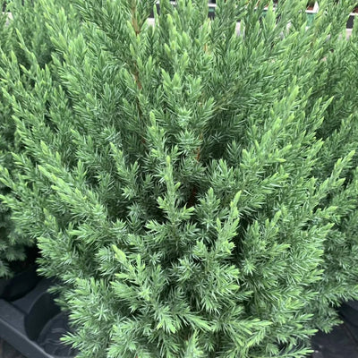 Jeneverbes (Juniperus chin. ‘Stricta’)