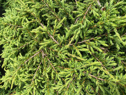 Jeneverbes (Juniperus comm. ‘Repanda’) - Coniferen