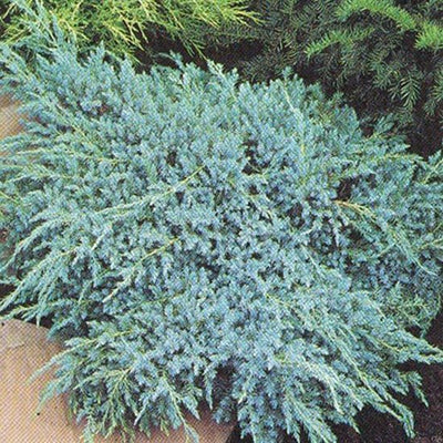 Jeneverbes (Juniperus squamata ‘Blue Carpet’)