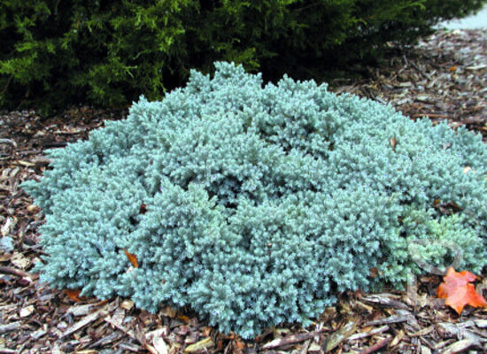 Jeneverbes (Juniperus squamata ‘Blue Star’) - Coniferen