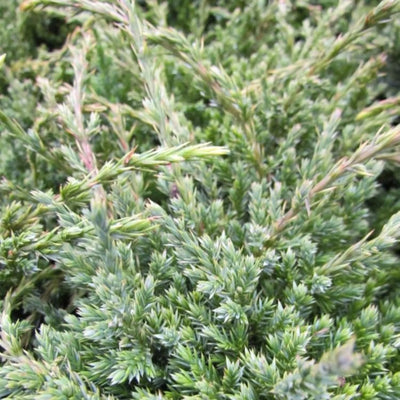 Jeneverbes (Juniperus squamata ‘Holger’)