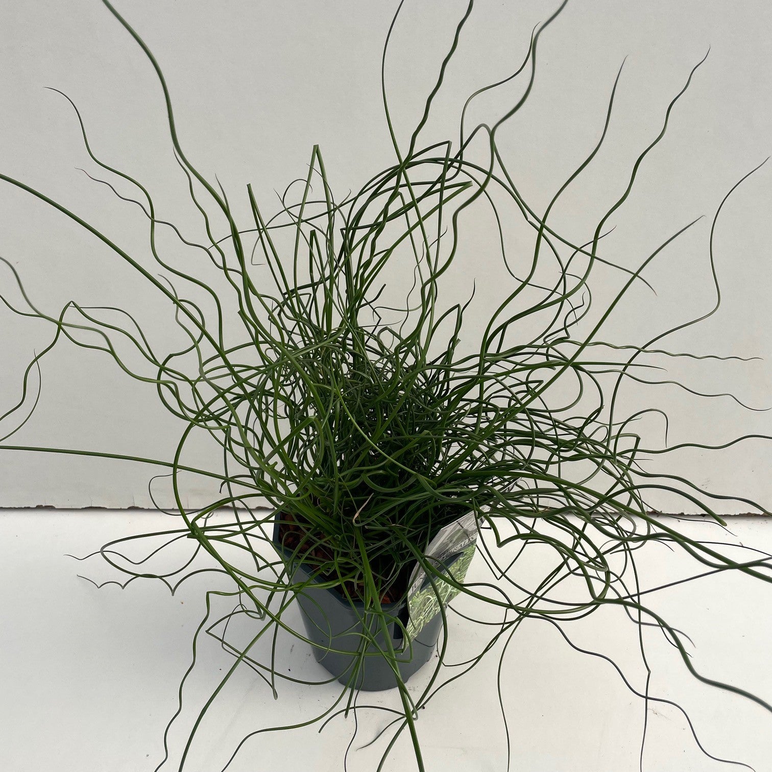 Kurkentrekkersgras (Juncus 'Spiralis') - Kurkentrekkersgras
