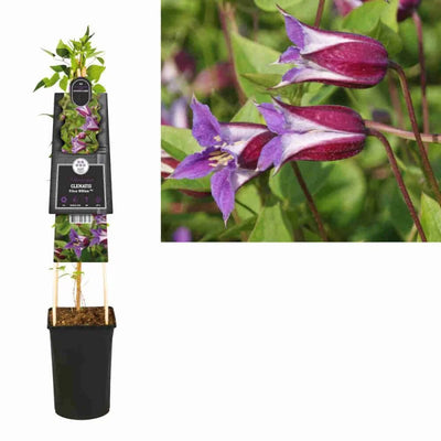 Klimplant Clematis Prince William PBR (Bosrank)