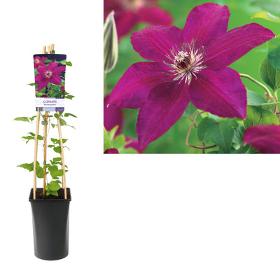 Klimplant Clematis 'Westerplatte' (Bosrank)