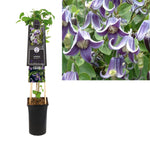 Klimplant Clematis 'Fascination' PBR (Bosrank)