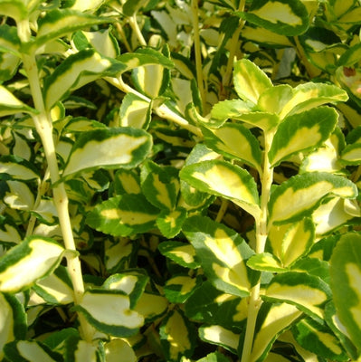 Kardinaalsmuts (Euonymus fortunei 'Blondy'®)
