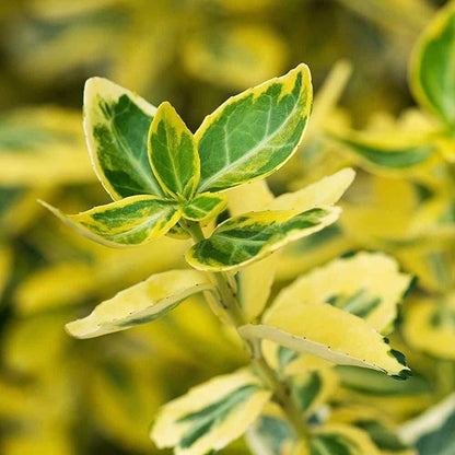 Kardinaalsmuts (Euonymus fortunei 'Emerald 'n Gold') - Heesters