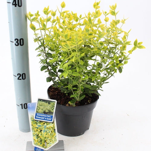 Kardinaalsmuts (Euonymus fortunei 'Emerald 'n Gold') - Heesters