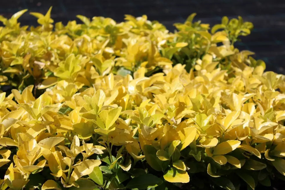 Kardinaalsmuts (Euonymus japonicus El-Dorado) - Heesters