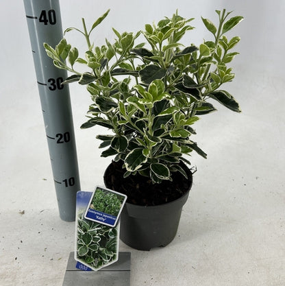 Kardinaalsmuts (Euonymus japonicus 'Kathy') - Heesters