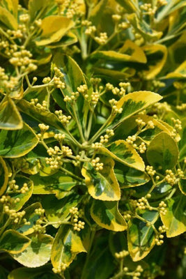 Kardinaalsmuts (Euonymus japonicus 'Marieke')