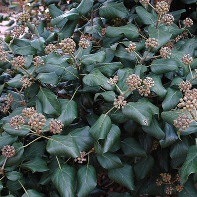 Klimop (Hedera colchica 'Fall Favourite')