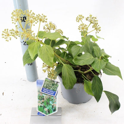 Klimop (Hedera colchica 'Fall Favourite') - Heesters