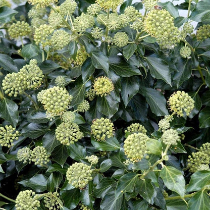 Klimop (Hedera helix ‘Arborescens’) - Heesters