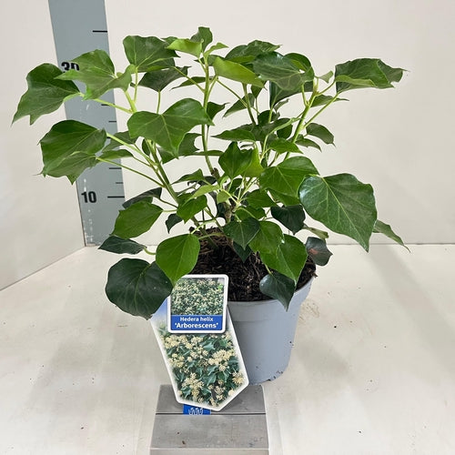 Klimop (Hedera helix ‘Arborescens’) - Heesters