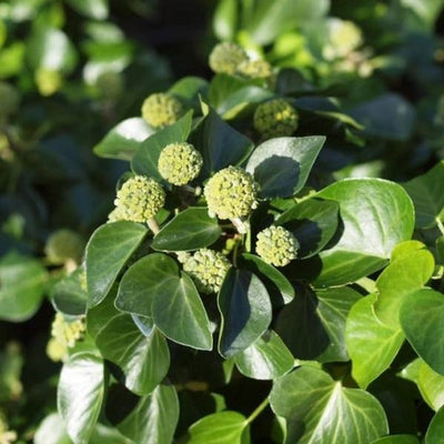 Klimop (Hedera helix ‘Arbori Compact’)