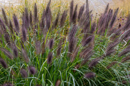 Lampepoetsersgras (Pen. alopecuroides 'Virid. Back Beauty') - Tuinplanten