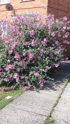 Lavatera (Lavatera 'Rosea' )