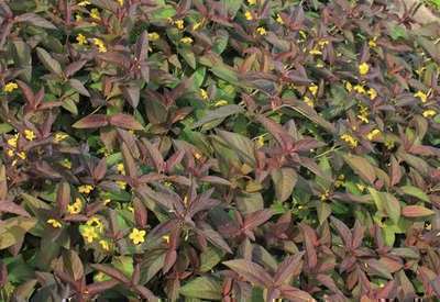 Puntwederik (Lysimachia ciliata 'Firecracker') - Tuinplanten