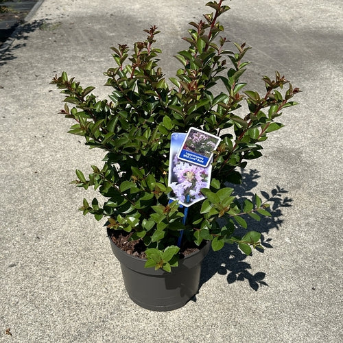 Lagerstroemia (Lagerstroemia indica With Love Babe) - Heesters
