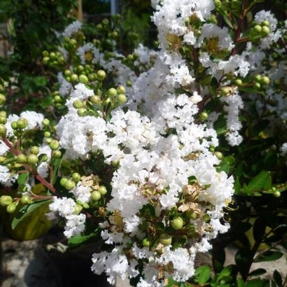 Lagerstroemia (Lagerstroemia indica With Love Virgin)