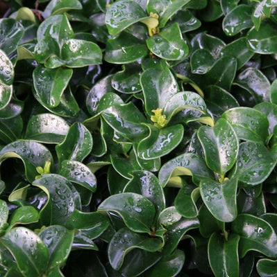 Liguster (Ligustrum jap. ‘Rotundifolium’)