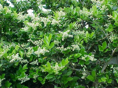 Liguster (Ligustrum jap. 'Texanum')