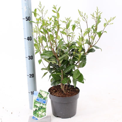 Liguster (Ligustrum jap. ‘Texanum’) - Groenblijvende struiken