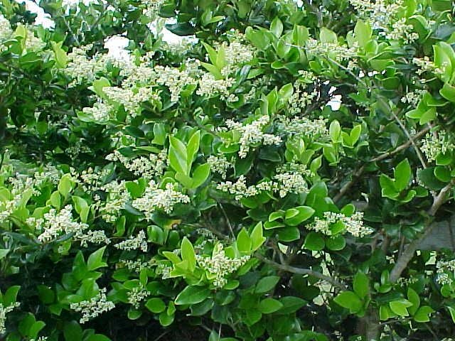 Liguster (Ligustrum jap. ‘Texanum’) - Groenblijvende struiken