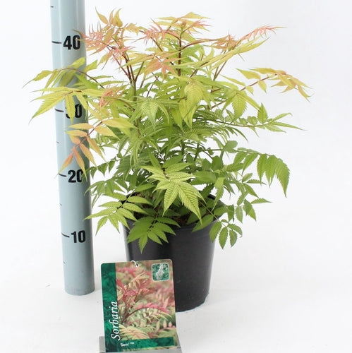 Lijsterbesspirea (Sorbaria sorb. 'Sem' PBR) - Heesters
