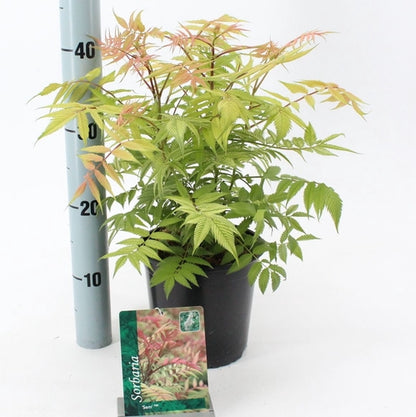 Lijsterbesspirea (Sorbaria sorb. 'Sem' PBR) - Heesters