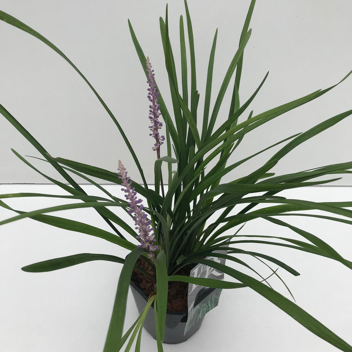 Leliegras (Liriope 'Big Blue') - Leliegras