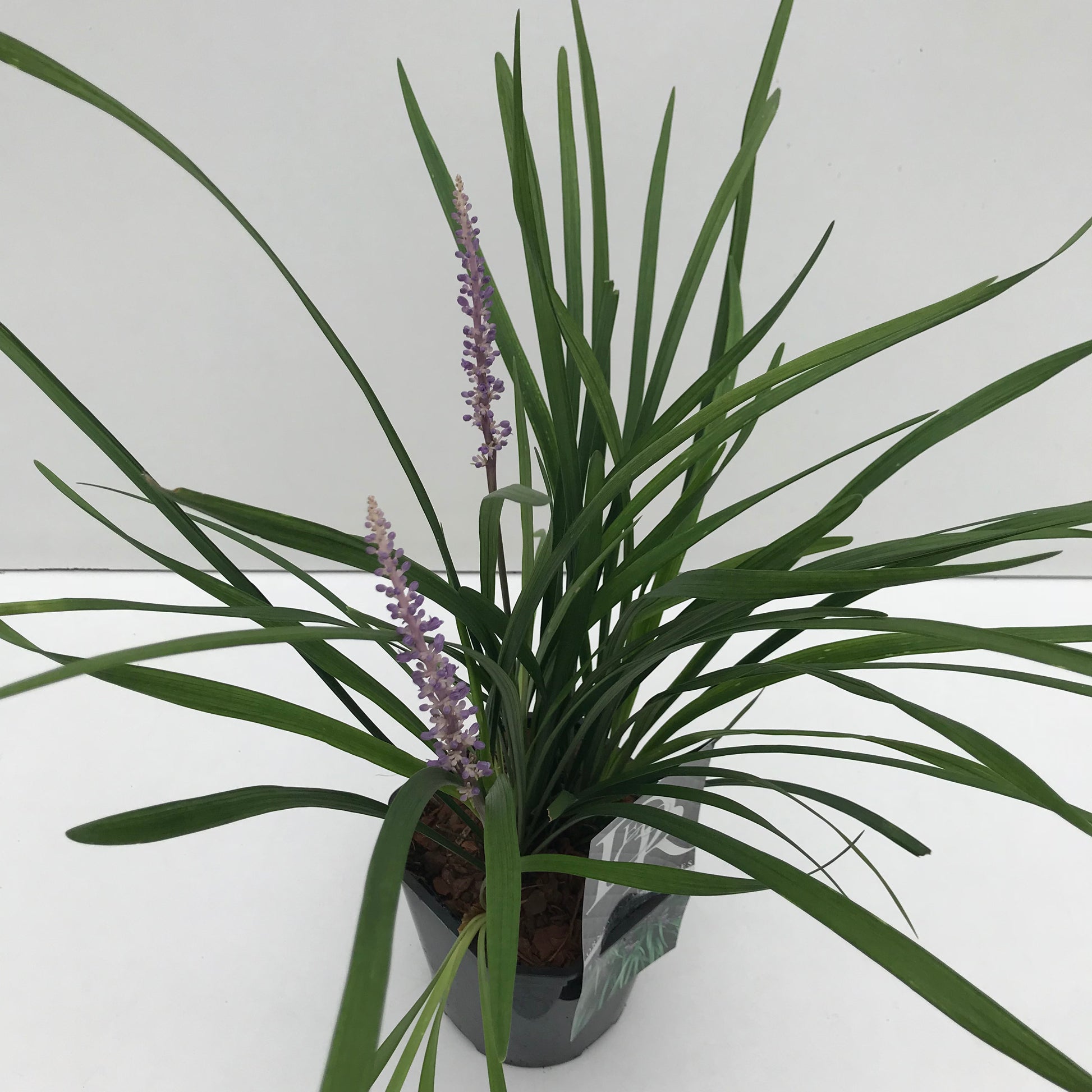 Leliegras (Liriope 'Big Blue') - Leliegras