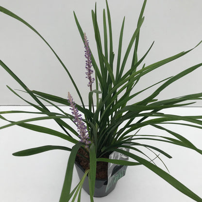 Leliegras (Liriope 'Big Blue') - Leliegras