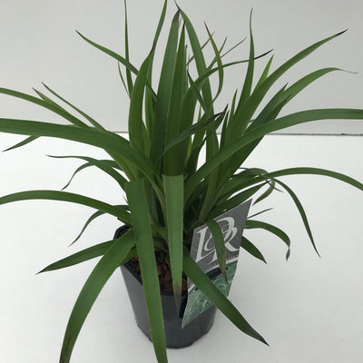 Grote veldbies (Luzula 'Sylvatica')