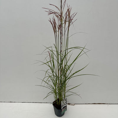 Prachtriet (Miscanthus 'Ferner Osten')