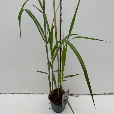 Prachtriet (Miscanthus 'Gigantheus')
