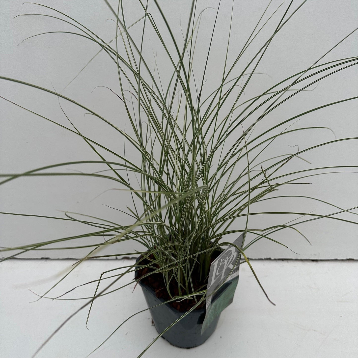 Prachtriet (Miscanthus 'Morning Light') - Prachtriet