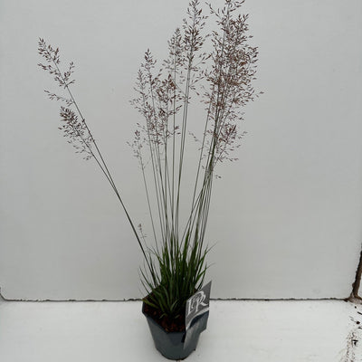 Pijpestrootje (Molinia 'Banshee')