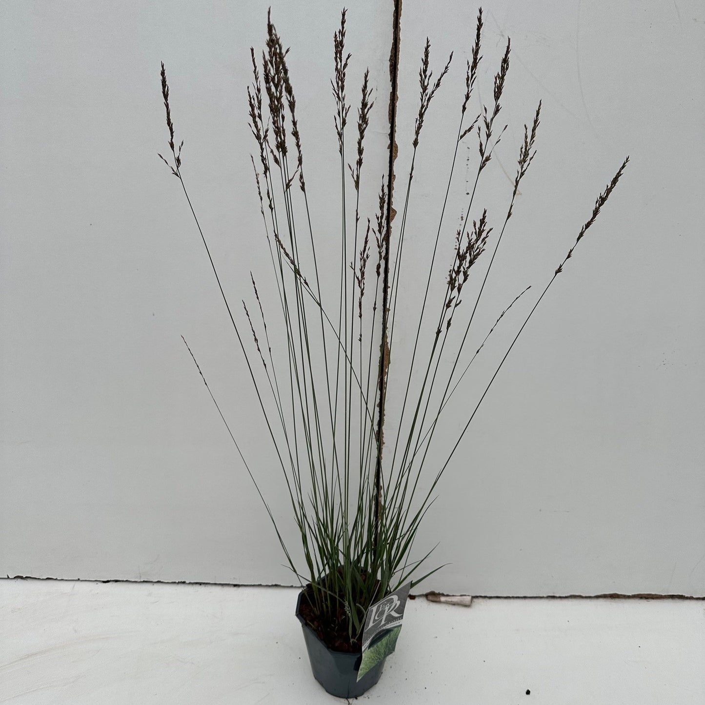 Pijpestrootje (Molinia 'Edith Dudszus') - Pijpestrootje